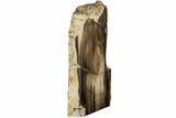 Polished, Petrified Wood (Metasequoia) Stand Up - Oregon #185141-2